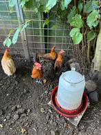 Een mooi trio Friese hoen goudpel,, Dieren en Toebehoren, Pluimvee, Meerdere dieren, Kip