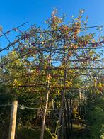 Leisierappelboom met rode vruchten, Leiboom, Lente, 100 tot 250 cm, Ophalen