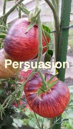 Zaden van de bijzonder fraaie tomaat Persuasion, Ophalen of Verzenden, Voorjaar, Volle zon, Zaad