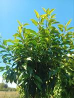 Portugese laurier | Bolboom | Prunus lusitanica angustifolia, Tuin en Terras, Planten | Bomen, Halfschaduw, Ophalen of Verzenden