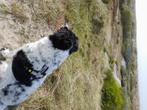 Stabij hond 12 jaar nog fit, Dieren en Toebehoren, 6 jaar of ouder, Overige rassen, Teef, Eén hond
