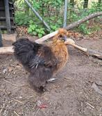 gratis zijdehoen haantje, Dieren en Toebehoren, Pluimvee, Mannelijk, Kip
