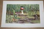 Antieke kleurenlithografie - Vogels Fuut - Ca 1900 !!, Verzamelen, Ophalen of Verzenden, Voor 1940, Gebruikt