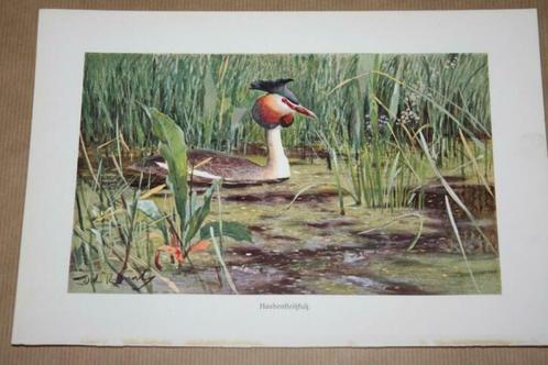 Antieke kleurenlithografie - Vogels Fuut - Ca 1900 !!, Verzamelen, Foto's en Prenten, Gebruikt, Voor 1940, Ophalen of Verzenden