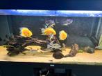 Heros Severum Gold, Vis