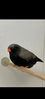 Gezocht 1-1 charcoal zwartwang zebravinken, Dieren en Toebehoren, Vogels | Overige Vogels, Meerdere dieren