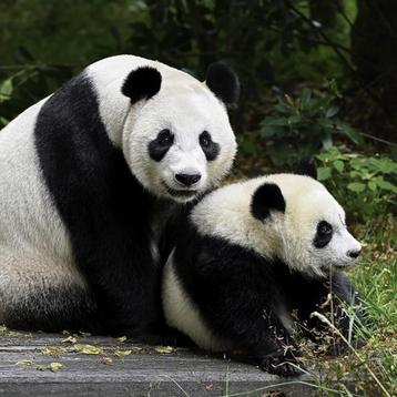 Tickets - Ouwehands Dierenpark beschikbaar voor biedingen