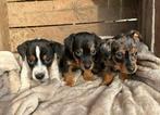 Merle en bonte Jack Russell pups, Rabiës (hondsdolheid), Jack Russell Terriër, 8 tot 15 weken, Meerdere dieren