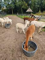 Alpaca met veulen, Dieren en Toebehoren, Overige Dieren, Meerdere dieren, Voor 1 juli 2024