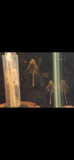 Wildkleur ancistrus borstelneus algeneters, Dieren en Toebehoren, Vis, Zoetwatervis