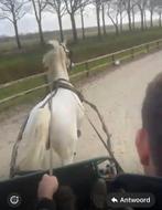 Mooi witte  elegante tuigpaard inruil mogelijk!, Dieren en Toebehoren, Merrie, Gechipt, Zadelmak, 11 jaar of ouder