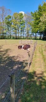 2 Shetlanders zoeken nieuw huisje!, Dieren en Toebehoren, Paarden, Minder dan 160 cm, Niet van toepassing, Gechipt, Recreatiepaard