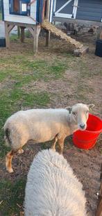 Ouessantschapen te koop, Dieren en Toebehoren, Schapen, Geiten en Varkens, Meerdere dieren, Schaap
