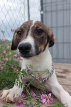 REUTJE DIESEL LIEVE PUP KLEINE MIDDELMAAT WIL GRAAG BAASJE, Dieren en Toebehoren, Honden | Niet-rashonden, Particulier, Rabiës (hondsdolheid)