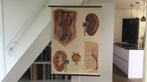 Schoolkaart - bloedsomloop, Antiek en Kunst, Ophalen of Verzenden, Natuur en Biologie