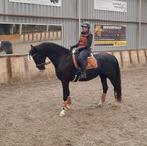 8 jarige merrie schoft 165, Dieren en Toebehoren, Paarden, Merrie, 160 tot 165 cm, Ingeënt, 3 tot 6 jaar