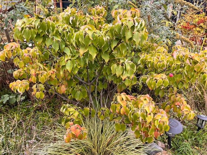 Cornus kousa Chinensis, Tuin en Terras, Planten | Tuinplanten, Overige soorten, Volle zon, Ophalen