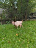Bruin Toggenburger geitenlam te koop, Dieren en Toebehoren, Schapen, Geiten en Varkens, Vrouwelijk, Geit, 0 tot 2 jaar
