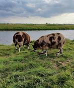 Bonte dekrammen, Dieren en Toebehoren, Schapen, Geiten en Varkens, Mannelijk, Schaap