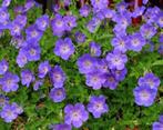 Geranium Rozanne / Ooievaarsbek, Ophalen, Vaste plant, Overige soorten