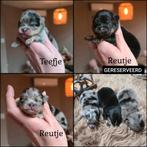 Prachtige pomeranian (pomeriaan) pups uit geteste ouders, Parvo, Keeshond, 8 tot 15 weken, Meerdere