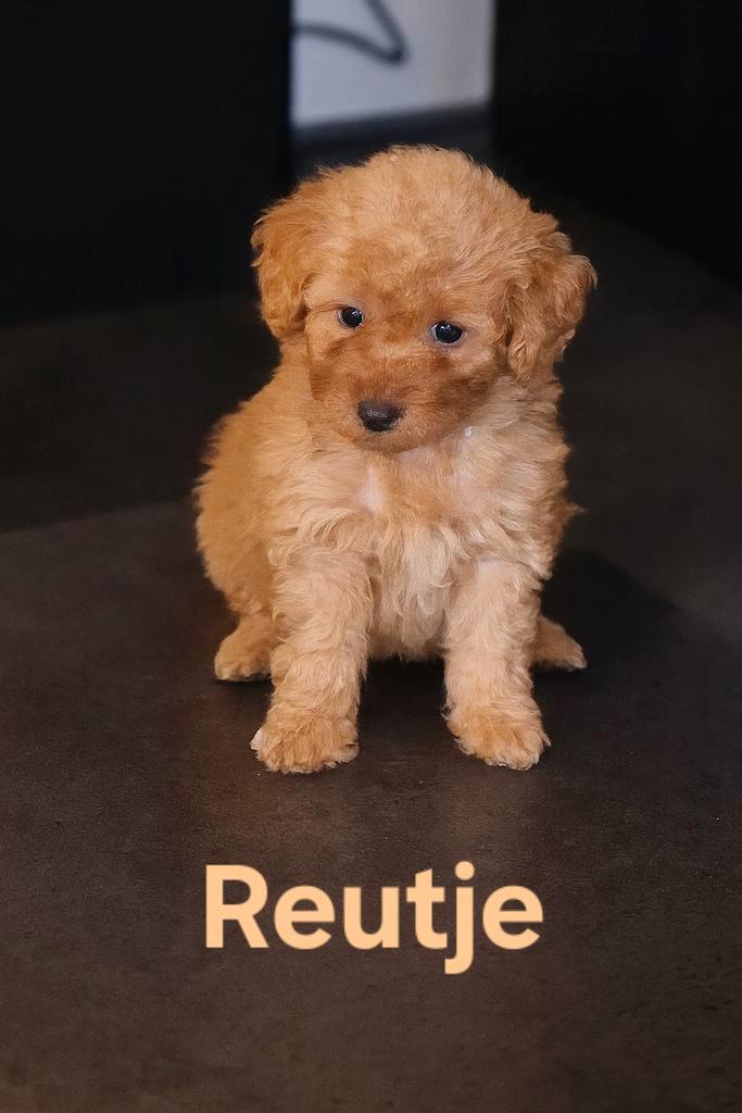 Doodle pups (klein), Dieren en Toebehoren, Honden | Niet-rashonden, Klein, Reu, Particulier, Meerdere, Nederland, 8 tot 15 weken