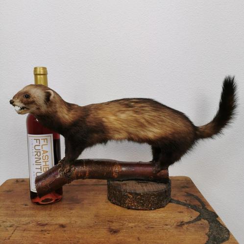 Vintage opgezette Bunzing. Taxidermie opgezet dier Bunzing, Verzamelen, Dierenverzamelingen, Gebruikt, Opgezet dier, Wild dier