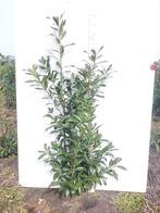 Laurier Prunus Caucasica 100-200 cm, Tuin en Terras, Planten | Struiken en Hagen, Haag, Laurier, Ophalen