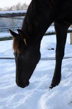 Merrieveulen , Perfect Secret x Lord Leatherdale, Dieren en Toebehoren, Paarden, Merrie, Dressuurpaard, 0 tot 2 jaar