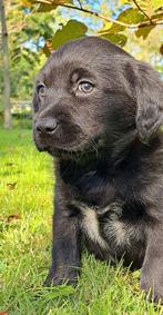 Onwijs mooie friese stabij x labrador pups volledig verzorgd, Dieren en Toebehoren, Honden | Retrievers, Spaniëls en Waterhonden