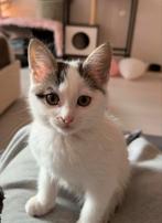 Kitten te koop, Dieren en Toebehoren, Katten en Kittens | Overige Katten, Kater
