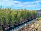 zwarte bamboe, Fargesia Black pearl, Volcano en Simba, Tuin en Terras, Planten | Struiken en Hagen, Ophalen, Bamboe, 250 cm of meer
