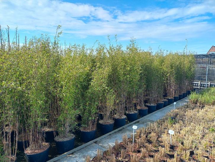 zwarte bamboe, Fargesia Black pearl, Volcano en Simba, Tuin en Terras, Planten | Struiken en Hagen, Bamboe, 250 cm of meer, Ophalen