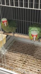 Jonge tamme baby Geelwangamazones met DNA en getest op alle, Dieren en Toebehoren, Meerdere dieren, Papegaai, Geringd