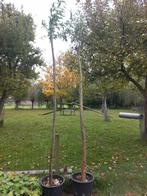 Knotwilg in pot, Tuin en Terras, Ophalen, In pot, Volle zon, Overige soorten