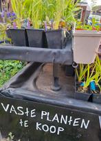 Vaste planten vanaf 1,50, Ophalen, Vaste plant, Overige soorten