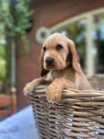 Basset x Cocker spaniel pups, 4 reutjes, €975 is de prijs, Dieren en Toebehoren, Rabiës (hondsdolheid), Reu, Basset, 8 tot 15 weken