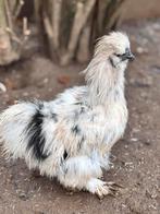 USA zijdehoen haan, Dieren en Toebehoren, Pluimvee, Mannelijk, Kip