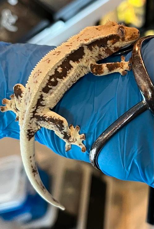 Bijzonder mooie Lilly white wimpergekko, Dieren en Toebehoren, Reptielen en Amfibieën, Hagedis