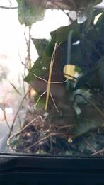 Te koop jonge wandelende takken., Dieren en Toebehoren, Insecten en Spinnen, Wandelende tak