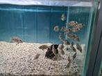 Nimbochromis Livingstonii Malawi Cichliden, Dieren en Toebehoren, Vissen | Aquariumvissen, Vis, Zoetwatervis