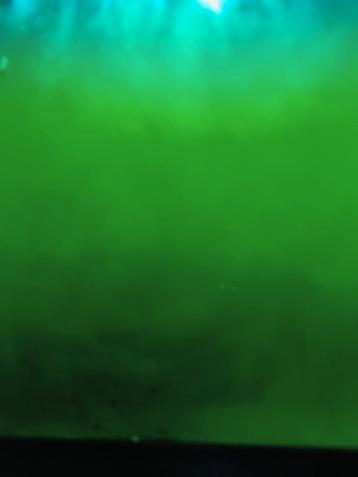Levende phytoplankton  beschikbaar voor biedingen