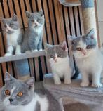 Prachtige blauw /wit bkh kittens met stamboom, Meerdere dieren, 0 tot 2 jaar, Gechipt