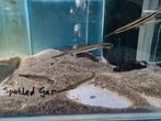 Spotted Gar, Lepisoteus Oculatus, beensnoek, Dieren en Toebehoren, Vis, Zoetwatervis