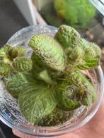 Terrariumplant Episcia, Huis en Inrichting, Kamerplanten, Ophalen of Verzenden, Overige soorten, Minder dan 100 cm