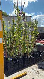 Clematis div soorten overjarige planten partij 25 stuks, Ophalen, Vaste plant, Halfschaduw, Klimplanten