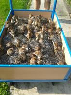 struisvogelkuikens 2 weken oud, Dieren en Toebehoren, September, Meerdere dieren