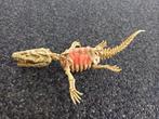 * Dino skelet Mosasaurus *, Verzenden, Zo goed als nieuw