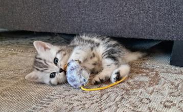 Britse korthaar kittens met stamboom beschikbaar voor biedingen