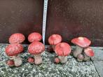 paddenstoel, Ophalen, Gebruikt, Hout